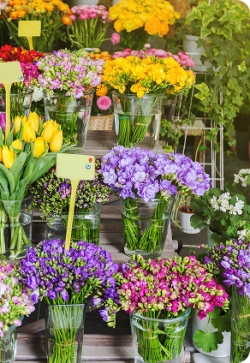 Flower Shops